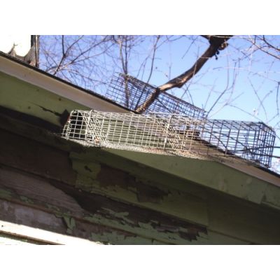 Animal Evictions,Animal Removal,Animal Trapping,Cage Traps,Pest control,hardware,wildlife control,wire mesh,wire products