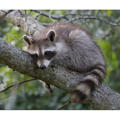 Raccoon Cage Traps