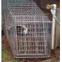 Skunk Cage Traps